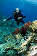 scuba diver on coral reef