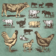 farm animals vintage set (vector)
