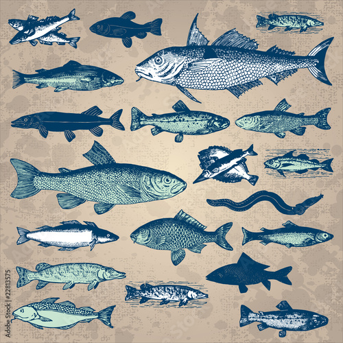 Vecteur : vintage fish set (vector) vintage fish set (vector)