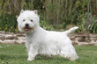 jeune westie de profil tête tournée