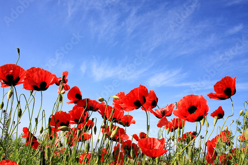 Photo: poppy flowers poppy flowers