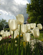 weiße Tulpen