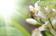 Bee bee->Pollination