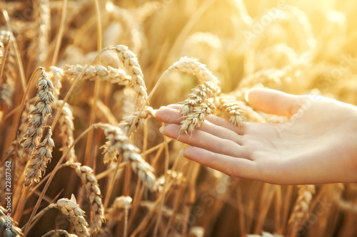 Photo: Woman hand with ear of wheat Woman hand with ear of wheat