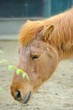 馬　別名　ポニー