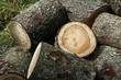 gefällter Baum