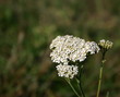 Schafgarbe (Achillea millefolium)