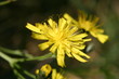 Wiesen-Pippau (Crepis biennis)
