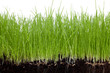 Gras