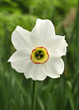 Narcissus Flower Narcissus Flower