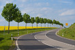 Bäume entland einer Straße