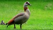 Nilgänse