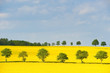 Rapsfeld und sechs Bäume Rapsfeld und sechs Bäume