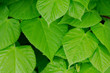 Photo: Beautiful green leaves Beautiful green leaves