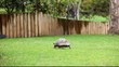 tortue