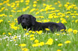 Labrador Welpe in der Blumenwiese