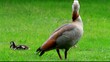 Nilgänse