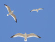 Gaviotas