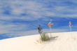 Cactus growing in the White Sand Dunes National Park