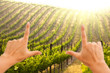 Hands Framing Beautiful Lush Grape Vineyard Hands Framing Beautiful Lush Grape Vineyard