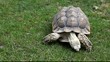 tortue