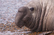 Male Elephant Seal..
