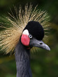 Portrait of a Crowned Crane bird Portrait of a Crowned Crane bird