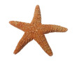 starfish