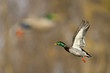 Mallard Duck In Flight