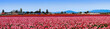 Panoramic tulip field
