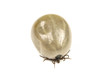 Tick isolated on white