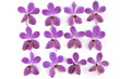 Collection of pink orchid on white