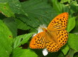 Foto: Kaisermantel - Argynnis paphia Kaisermantel - Argynnis paphia