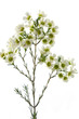 Peach blossom over white