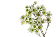 Flowers of a blossoming peach