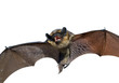 Bat 2