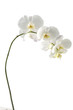 elegant white orchid(phalaenopsis)