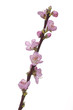 Isolated Pink blossom sakura