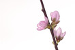 Branch cherry blossoms isolated