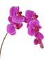 Branch of violet orchid