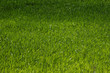 erba