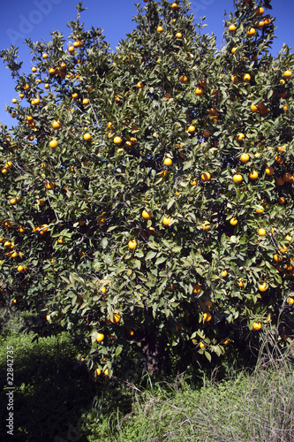 Photo: Orange tree Orange tree
