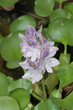Water hyacinth - (Eichhornia crassipes)