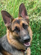 Schäferhund