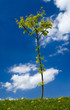baum