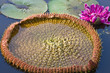 Lotus Leaf