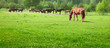Horses on a meadow in a sunny day