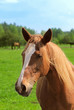 Photo: Horse Horse