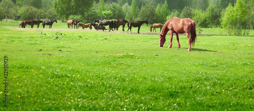 Photo: Horses on a meadow in a sunny day Horses on a meadow in a sunny day