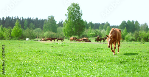 Photo: Horses on a meadow in a sunny day Horses on a meadow in a sunny day